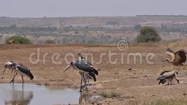 非洲白背秃鹫，非洲陀螺，站在水洞的群，马拉布·斯托克，利普托蒂洛斯·克鲁米弗勒斯，在弗利